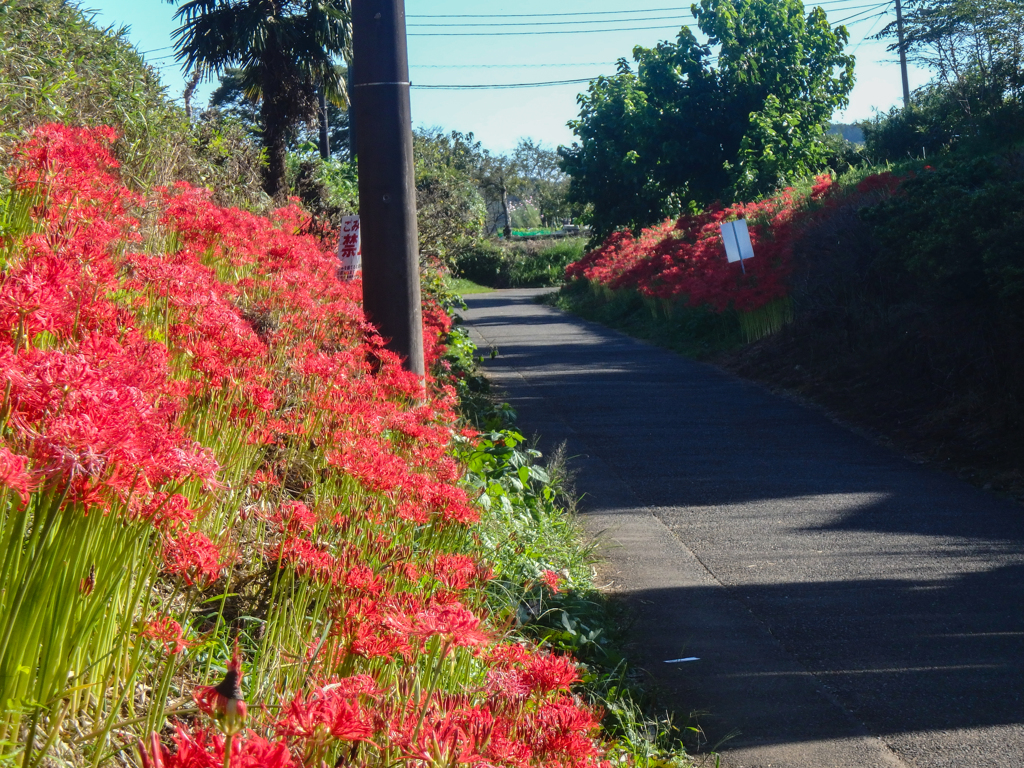 曼珠沙華の咲くⅡ