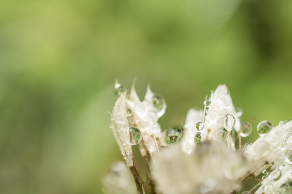 雨の日の綿毛