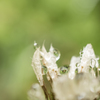 雨の日の綿毛