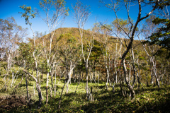 ダケカンバの向こうの黒檜山