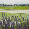 田植え