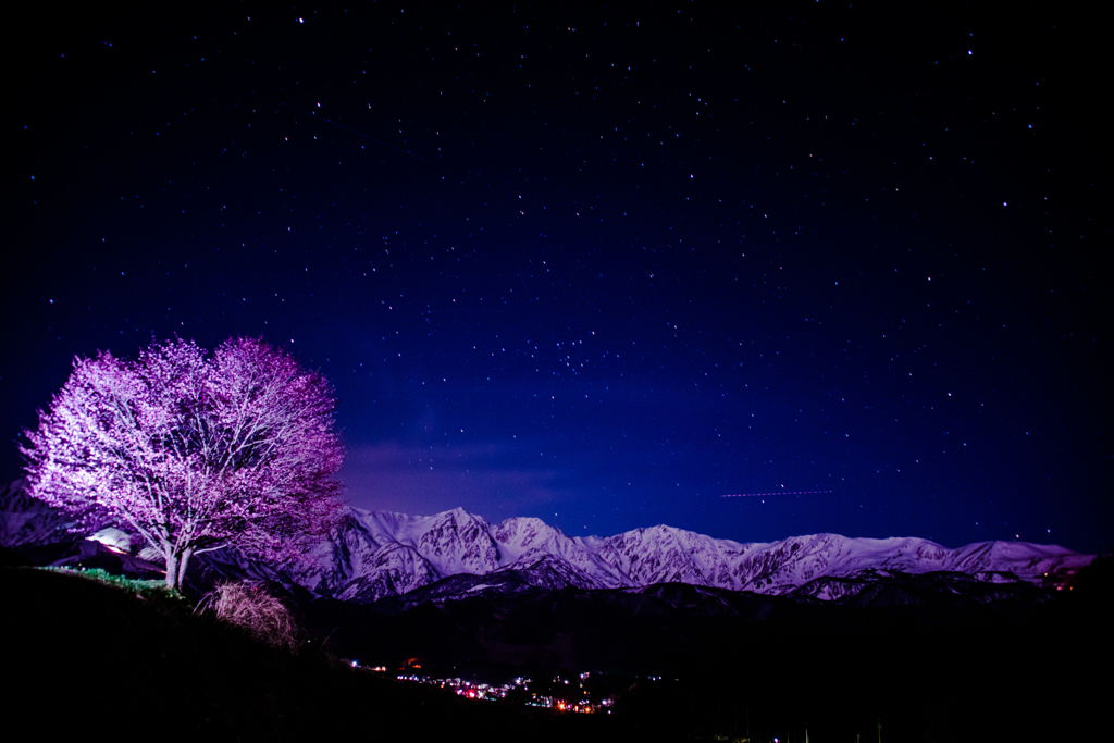 夜桜と白馬の山々