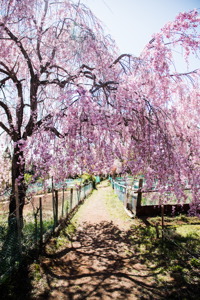 桜の道