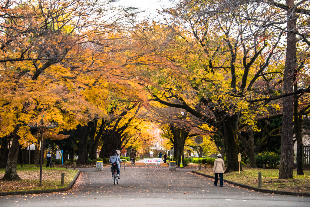 紅葉の並木道