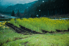 菜の花も雪の中