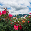 バラ園から