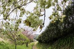 鬱金桜と八重桜と日和田山