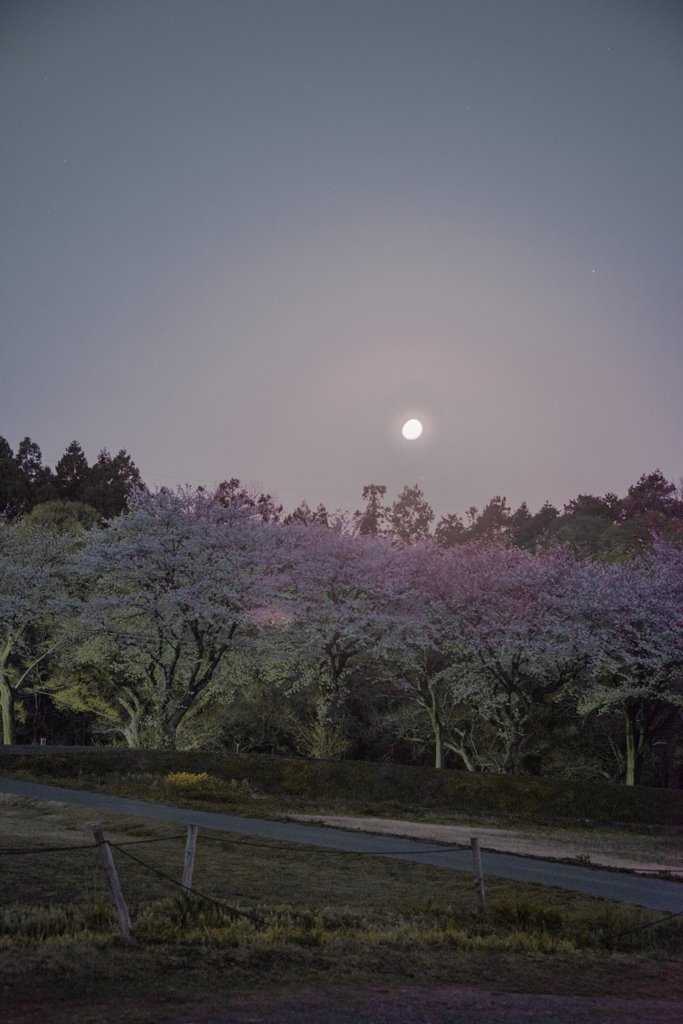 月と桜
