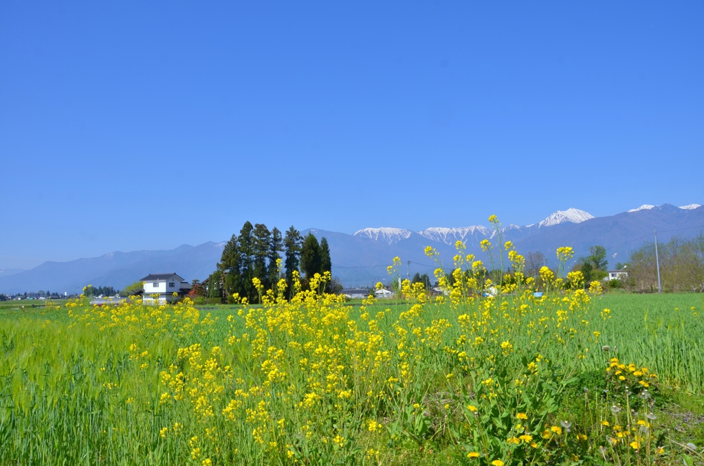 朝の安曇野