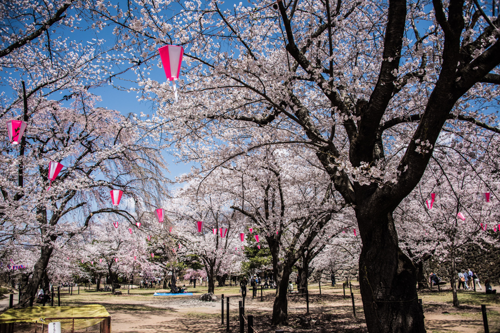 小諸城址公園の桜