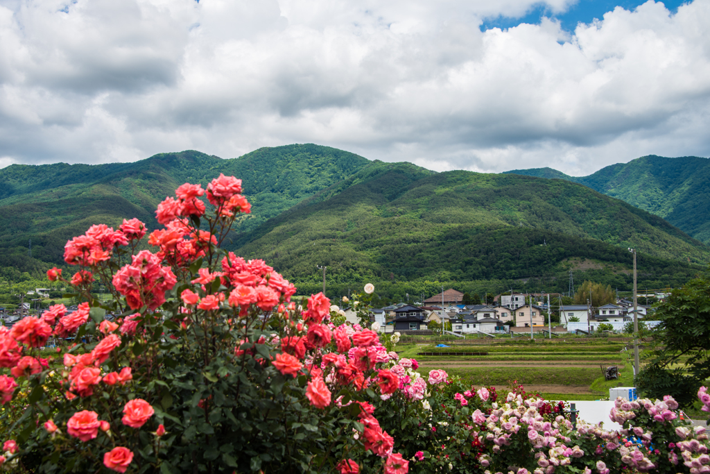 薔薇の向こうの風景Ⅱ