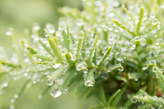 雨粒