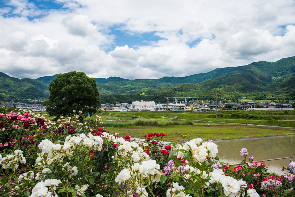 薔薇の向こうの風景