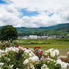 薔薇の向こうの風景