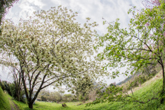 鬱金桜の咲く里