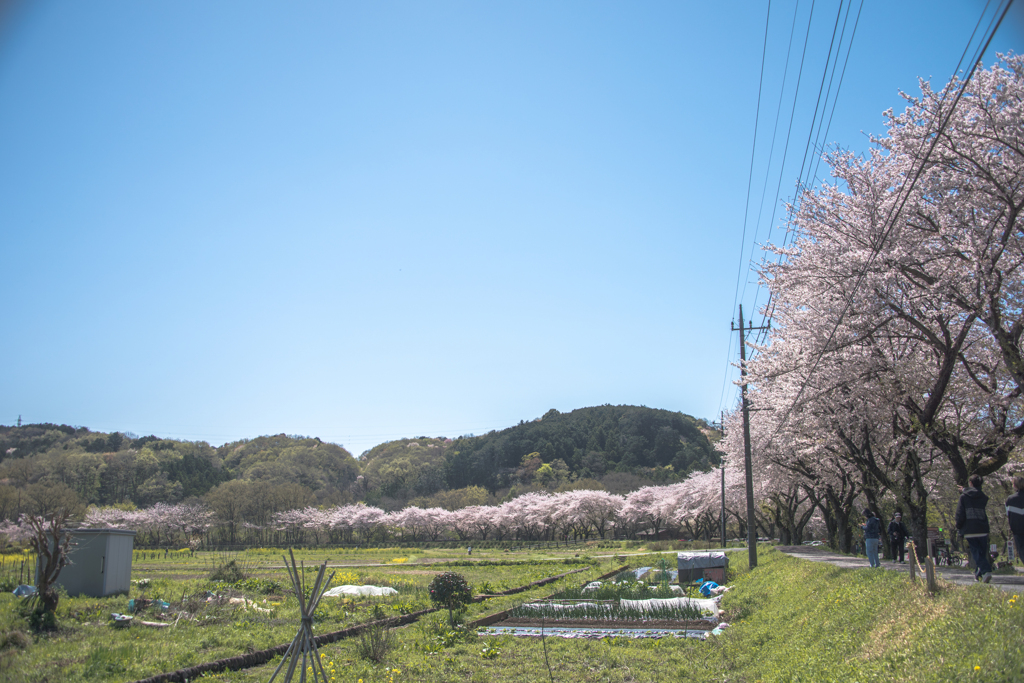 桜の堤を歩く