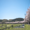 桜の堤を歩く