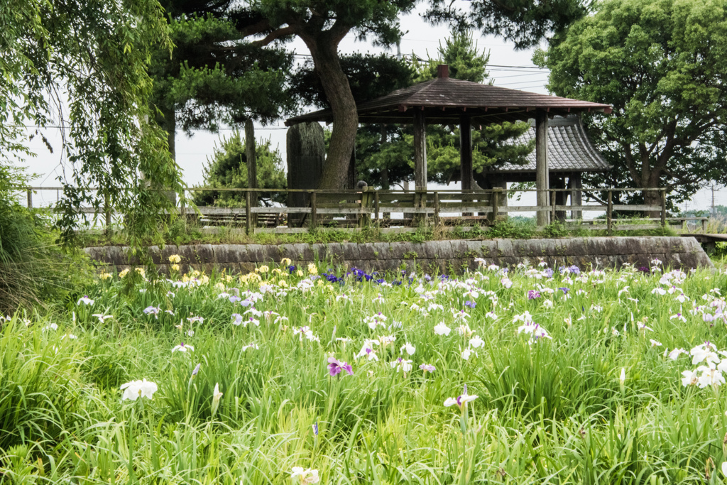 菖蒲城址あやめ公園