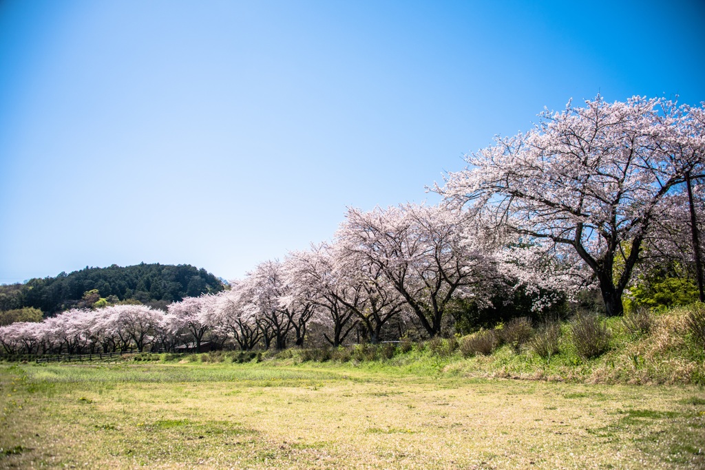 満開の桜堤