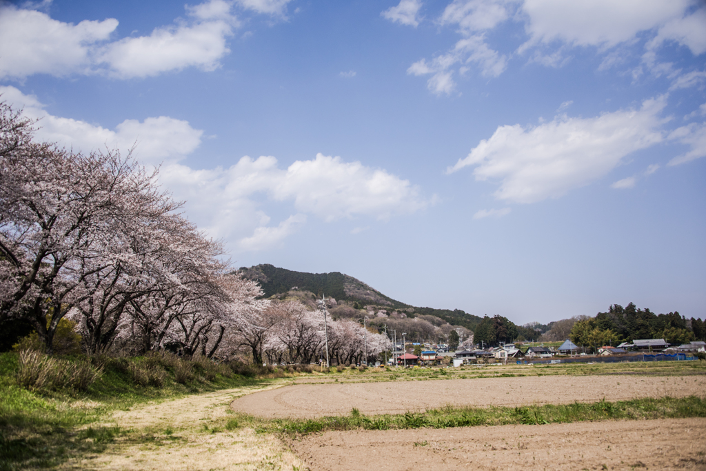 桜と日和田山