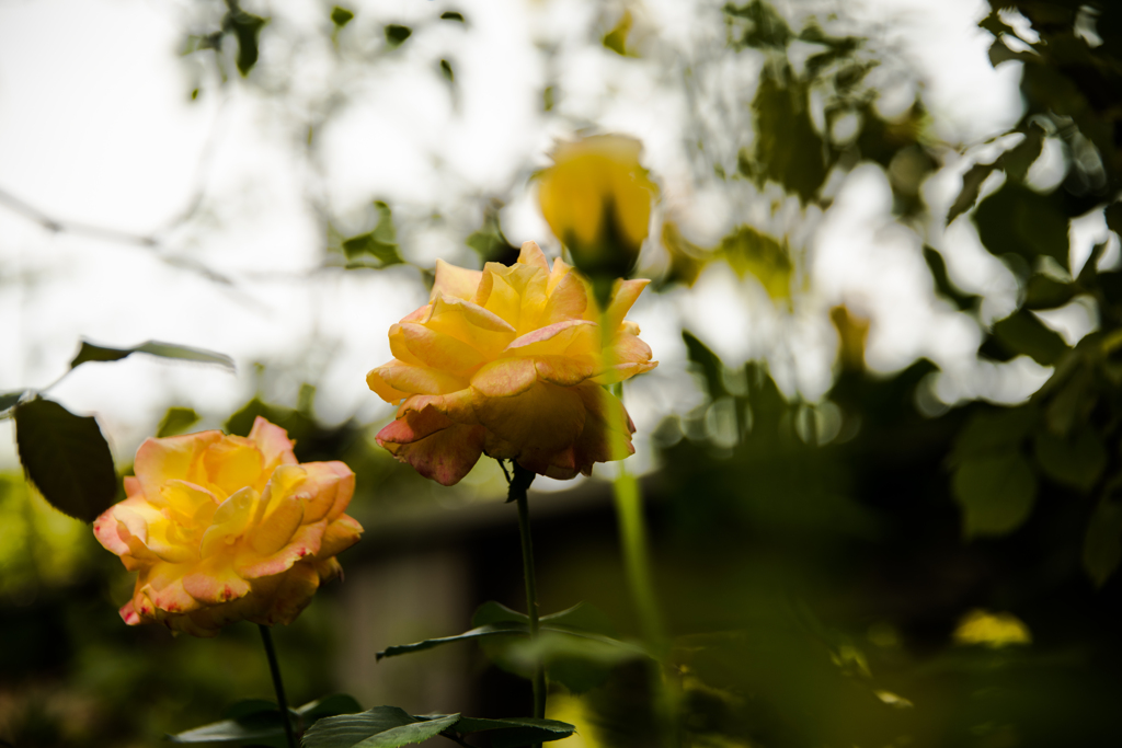 yellow