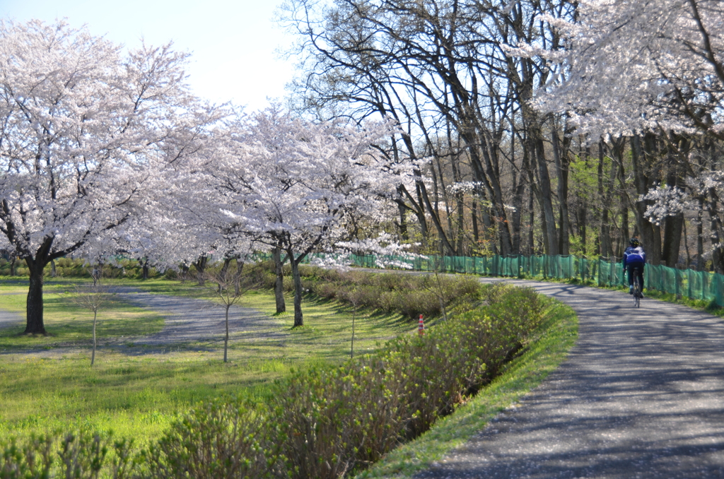 桜の下を