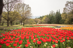チューリップの咲く公園で