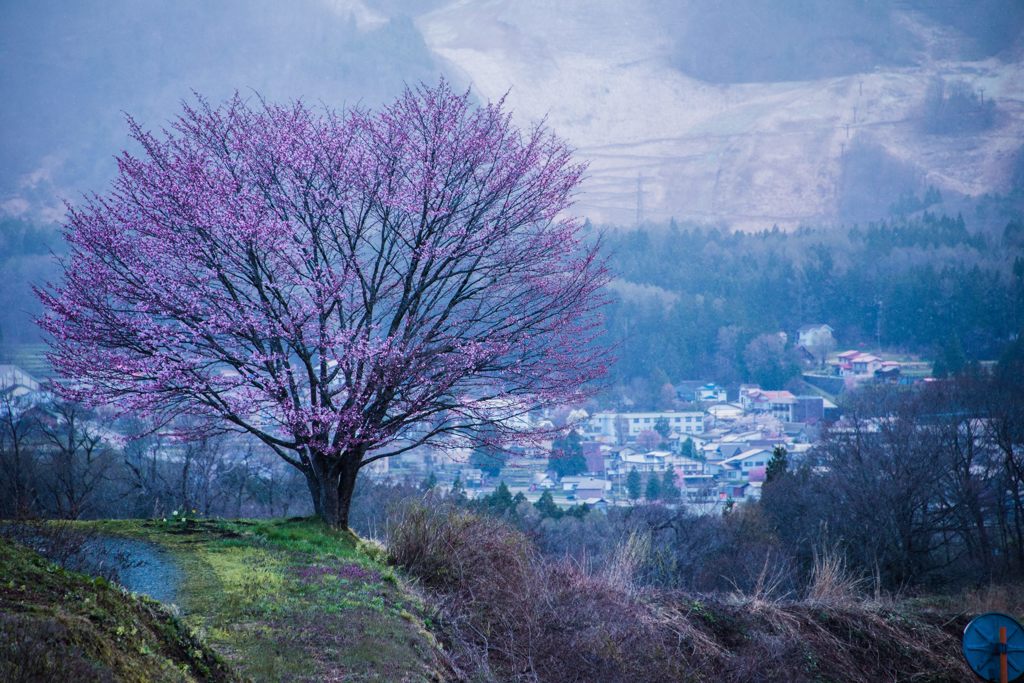 一本桜のむこうに白馬の村