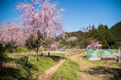 桜の咲く里Ⅱ
