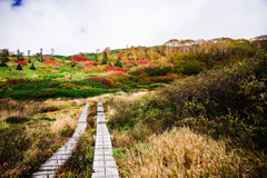 紅葉の中へ