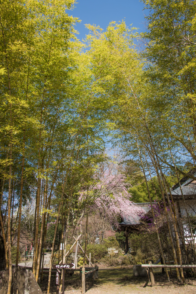 竹寺