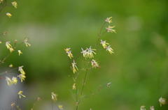 線香花火のように