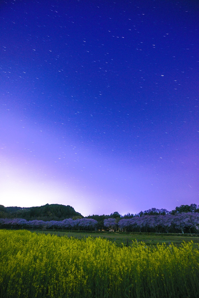 星空と桜と菜の花と