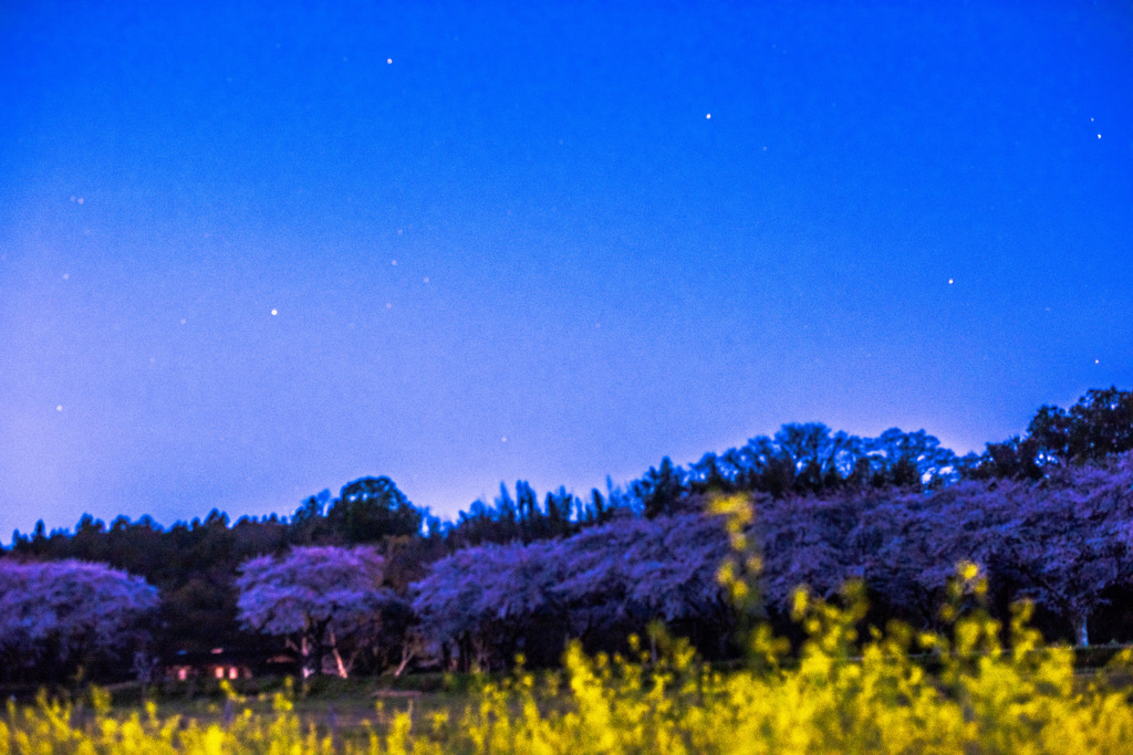 桜咲く頃の星空