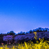 桜咲く頃の星空