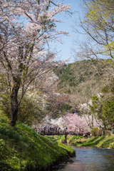 忍野は満開
