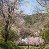 忍野は満開