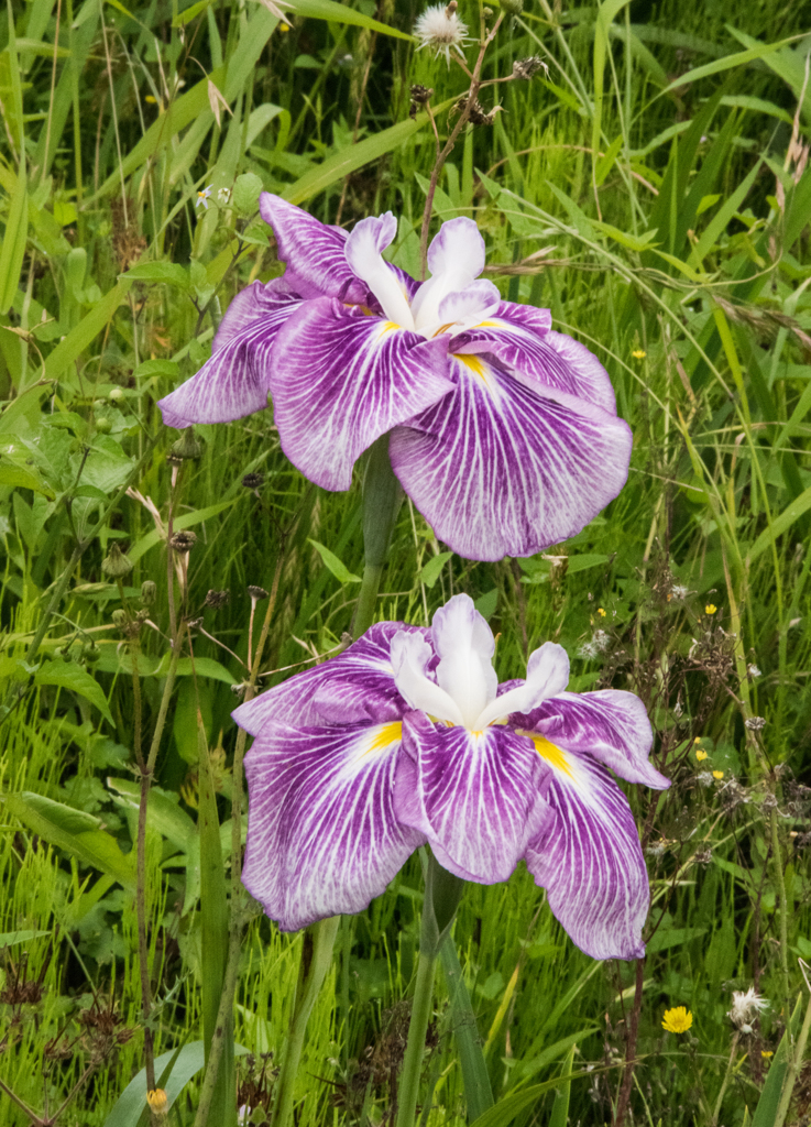 花菖蒲二輪