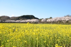 菜の花の向こうの桜堤