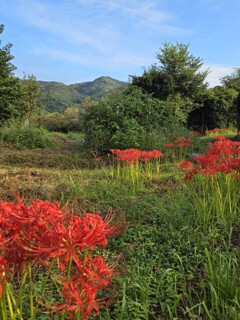 曼珠沙華の咲く頃