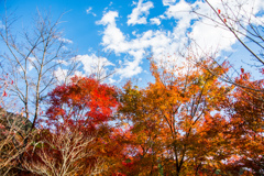 青空と雲と紅葉と