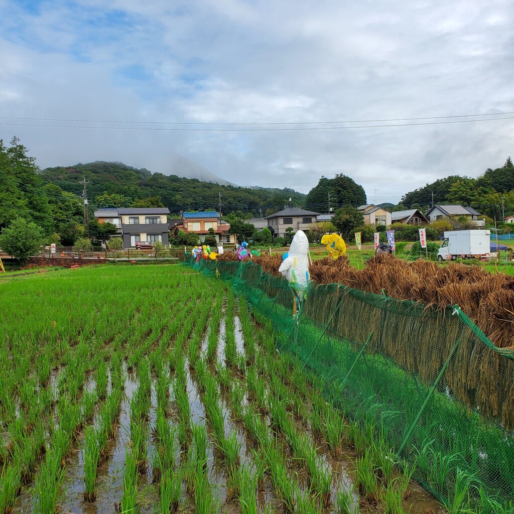 雨にも負けず