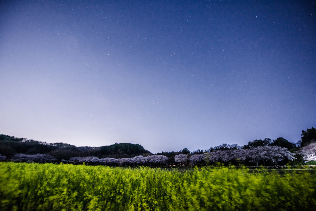 夜明け前の空と花たち