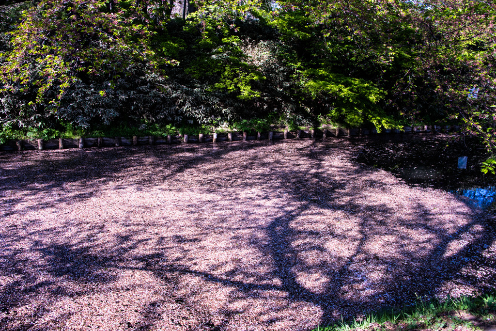 名残の花筏