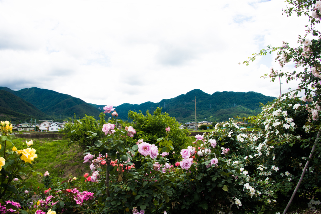 バラのある風景Ⅱ