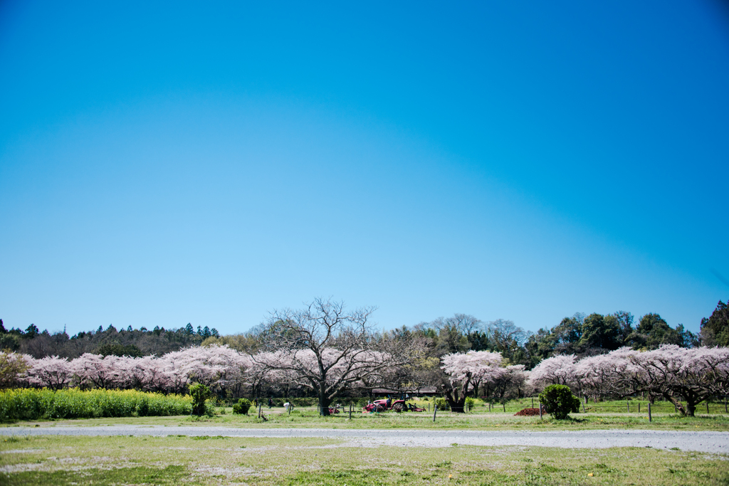 空と桜とトラクター