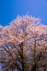 青空と桜