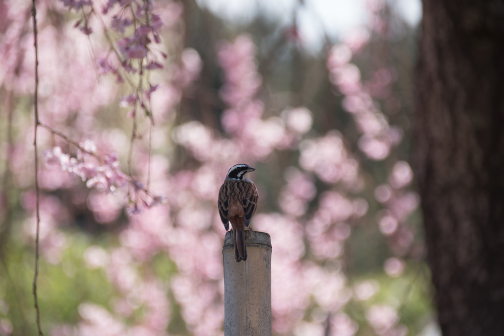桜の下のホオジロ