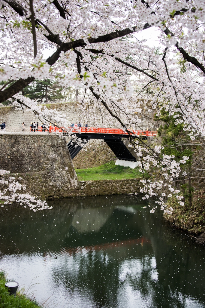 桜弁舞う