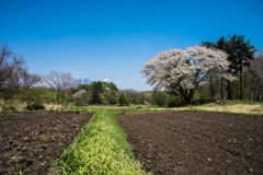 一本桜と磐梯山